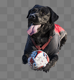 玩足球的黑色拉布拉多动物狗