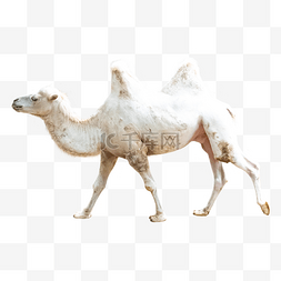 动物行走图片_沙漠骆驼