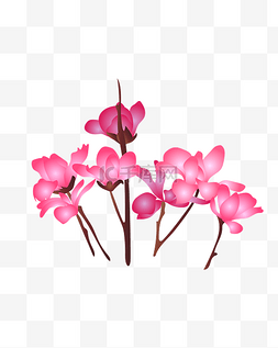 花朵簇图片_玉兰花丛生植物花朵粉红色白色免