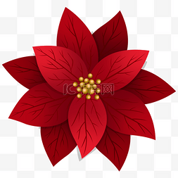 圣诞装饰花图片_美丽的一品红圣诞红花朵