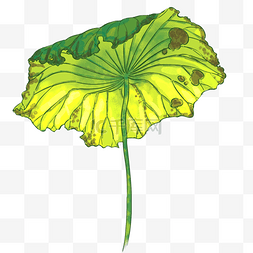 凋谢个人vip和企业vip免费下载柠檬精吃柠檬卡通表情个人vip和企业vip