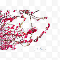 茂密的植物图片_红色的鲜花开遍树枝