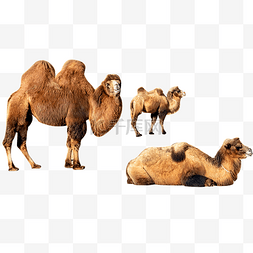 内蒙古牧场骆驼