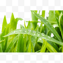绿色雨水清新图片_雨滴水珠绿色花草