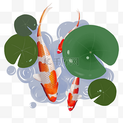手绘彩色日本锦鲤