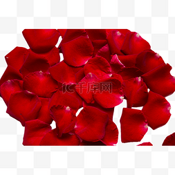 情人节红色玫瑰花花瓣
