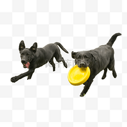 两只奔跑的黑狗