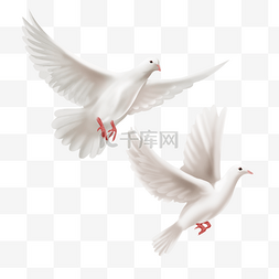 写实的手绘图片_两只展翅高飞的手绘白色和平鸽