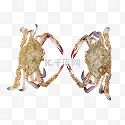 梭子蟹螃蟹