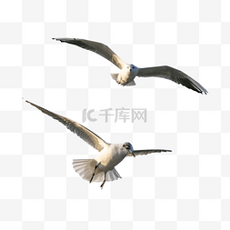 海鸟图片_展翅翱翔的两个海鸥