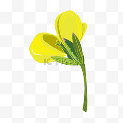盛开的黄色花朵图片_盛开的油菜花朵插图