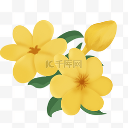 花骨朵黄色图片_春天春季迎春花植物花朵鲜花
