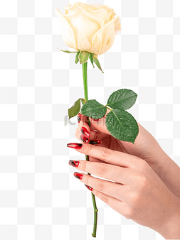 花白玫瑰图片_妇女节送花白玫瑰