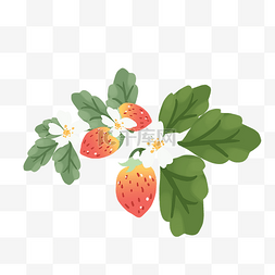 新鲜草莓采摘图片_红色奶油草莓