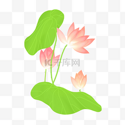 春夏荷花png素材