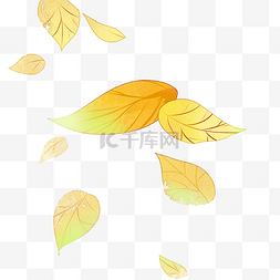 漂浮树叶黄色图片_黄色叶子飘落