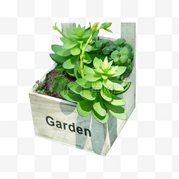 办公室绿植图片_办公室绿色的植物盆栽
