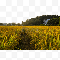 稻田稻子成熟风景