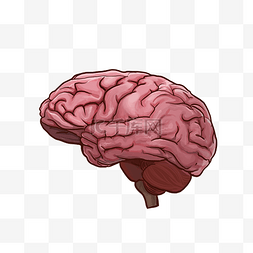 人体器官大脑图片_人体器官大脑