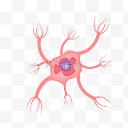 人脑神经图片_神经元神经体