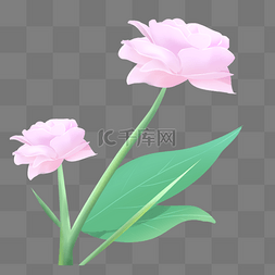 粉色花朵纹理图片_粉色植物花朵元素
