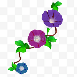 蓝紫色植物图片_蓝紫色牵牛花