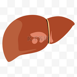 人体器官肝脏