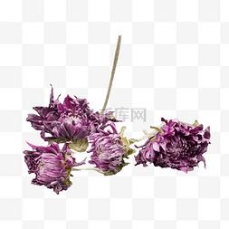 枯萎紫色菊花