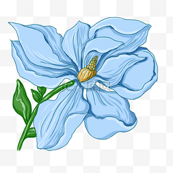 蓝色植物花朵