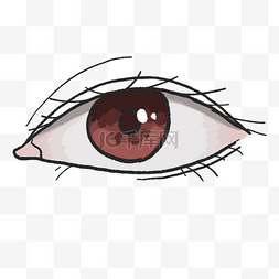 人体器官眼睛