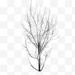 圆柱灰色图片_灰色植物大树元素