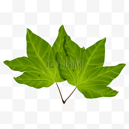 绿色叶片手绘图片_绿色植物叶子手绘梧桐树叶透明底