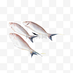 红杉鱼金丝鱼
