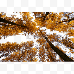 秋季秋天杨树