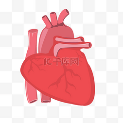 红色心脏器官图片_红色的心脏