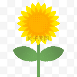 太阳花图片_黄色向日葵