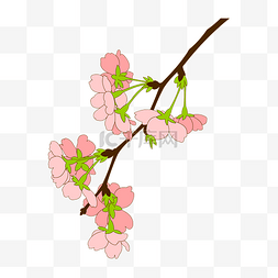 盛开的樱花树枝免抠图