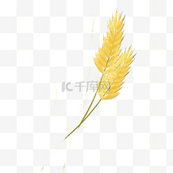 植物插画免抠图图片_黄色的大麦免抠图