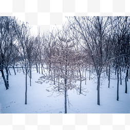 暗色树枝图片_雪地里的树林冬季