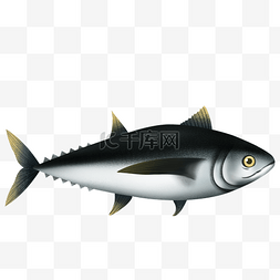 金枪鱼动物海鱼
