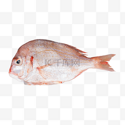 海鲜水产红立鱼