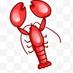 肥美的红色龙虾