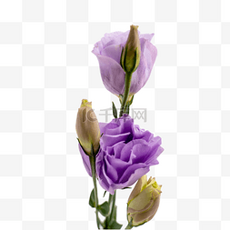 紫色桔梗花图片_紫色洋桔梗花