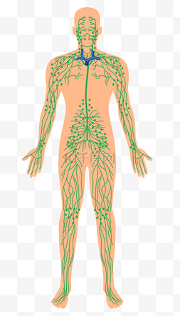人体结构女图片_人体神经元图