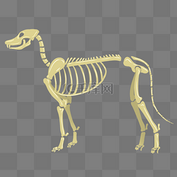 动物骨骼图片_黄色动物骨骼
