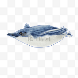 海底鱼类图片_海底生物鲸鱼