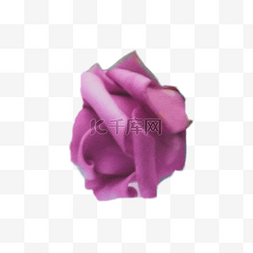 粉色盛开鲜花图片_盛开的紫色鲜花下载