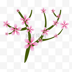 开放的花朵图片_开放的粉色樱花插画