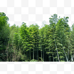 竹海室内图片_溧阳南山竹海竹林