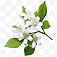 实拍绿叶鲜花白花